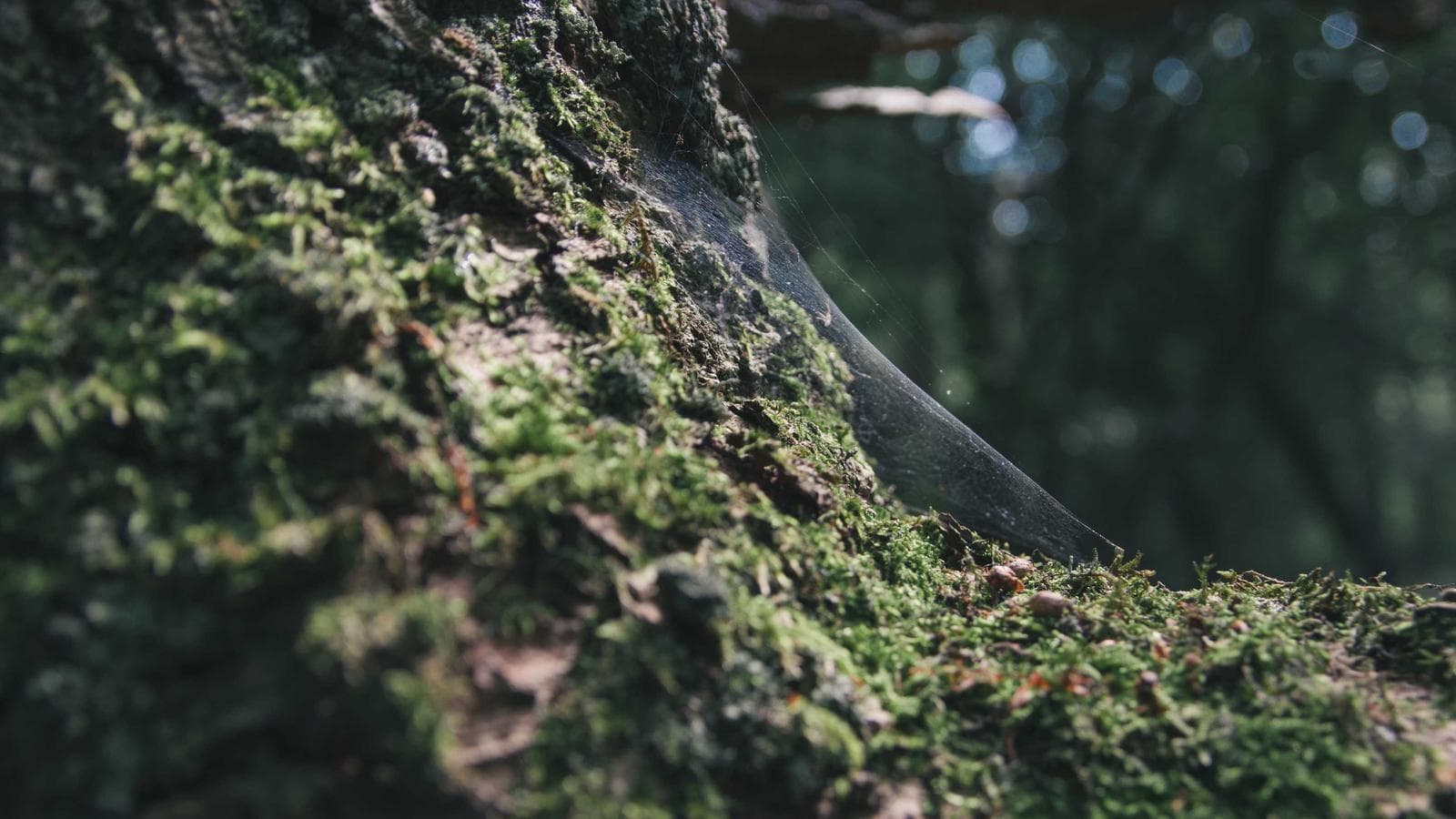 ShieldGuard Pest Control — professional local service